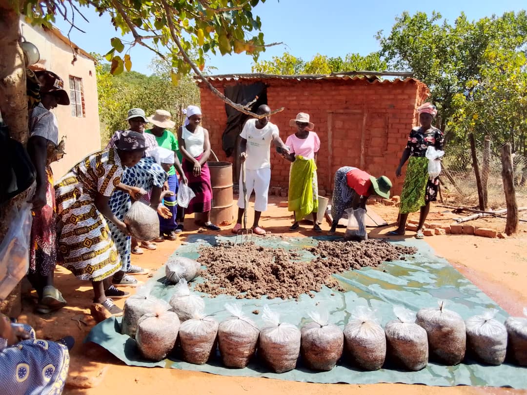 Increasing household income opportunities and nutrition for ISAL groups in Kambudzi